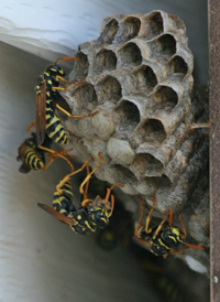 Polistes dominula